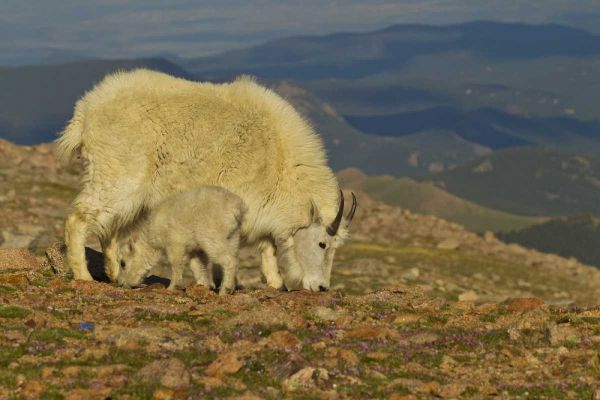 CO, Mount Evans Mountain goat and kid in meadow